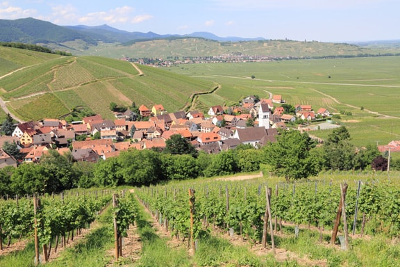 Vineyards and the Alsatian wine route